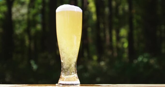Fresh draft beer with barley. Tasty alcoholic brew beer with natural background. Golden beer poured outdoors. Freshly brewed craft lager bear with foam. Beer mug in summer.