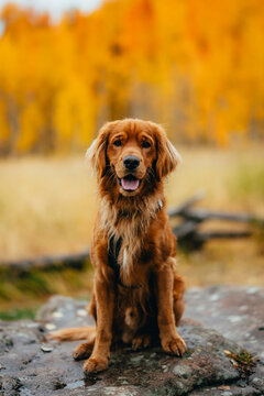 golden retriever dog