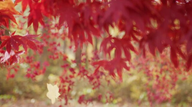 Autumn fall movement. Autumn foliage. Vibrant red and orange foliage. Autumn beauty. Maple leaves in sunlight. Autumn fall by golden nature. Fall nature colors.