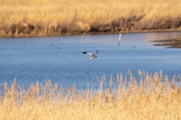 ハイイロチュウヒ（英名Hen harrier）の♂ タカ科チュウヒ属の猛禽で日本には越冬のために飛来するが、生息域が広大な草原湿地で局地的で個体数が少ない！また狩りをするために動くのが早朝や夕暮れ時になるため陽の高い日中は殆ど見かけることがない！ 4:30PM、約250m先を飛ぶところを撮影！ © 秀司 平林
