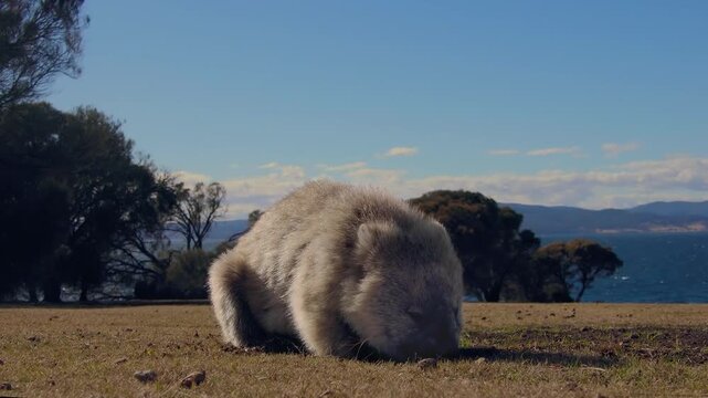 My MoCloseup of a wombat feeding on the grasslands of Maria Island, a car-free wilderness reserve off the eastern coast of Tasmania, Australia