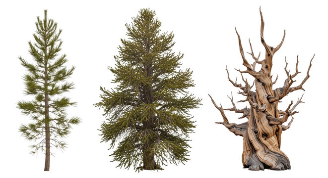 Three pine trees in different stages of growth isolated on transparent background