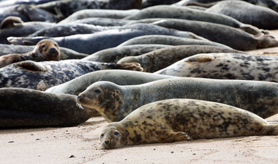 Grey Seals resting on shore © harlequin9