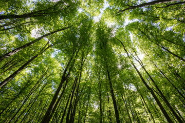 Fototapeta premium forest trees. nature green wood sunlight backgrounds.
