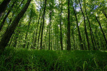 Fototapeta premium forest trees. nature green wood sunlight backgrounds.