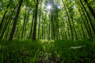 Fototapeta premium forest trees. nature green wood sunlight backgrounds.