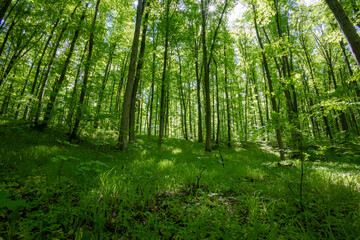 Fototapeta premium forest trees. nature green wood sunlight backgrounds.