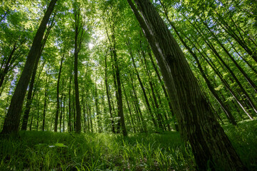 Fototapeta premium forest trees. nature green wood sunlight backgrounds.