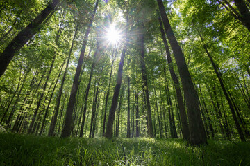 Fototapeta premium forest trees. nature green wood sunlight backgrounds.