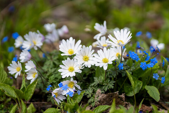 White anemones and tiny blue flowers painted the park meadow with the first colors of spring. Anemone blanda &lsquo;White Splendour&rsquo; flowers blooming among vivid blue spring blossoms in a woodland garden. 