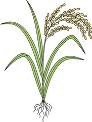 Fototapeta premium Rice plant grows in field with green leaves and yellow grains naturally