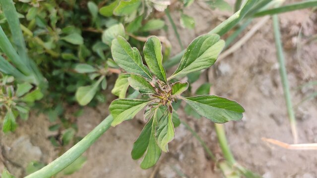 Palmer Amaranth plant leaves, Commonly known as Palmer's Pigweed and Dioecious, close up view