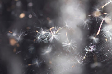 Intricate spider web holding delicate dandelion seed fibers with visible texture and airy softness © pictures_for_you