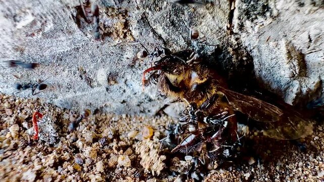 A close-up macro image of black ants dragging a large, dead bee into the entrance of their underground nest in sandy soil, illustrates natural teamwork, foraging behavior, and the food chain.