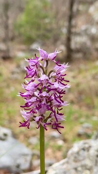 Rare purple salep orchids blooming natively in the wild nature