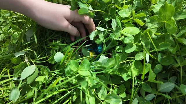 Une main cherche des &oelig;ufs de P&acirc;ques en poussant l'herbe. Une chasse aux &oelig;ufs de P&acirc;ques haute en couleur dans une prairie printani&egrave;re ensoleill&eacute;e, les enfants cherchent les chocolats dans l'herbe verte