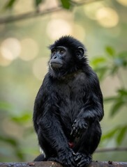 Obraz premium Colobus monkey sitting on a branch in a lush tropical forest