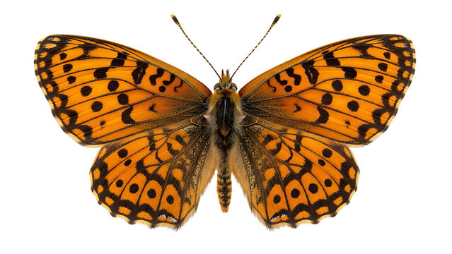 Butterfly showcasing vibrant orange patterns with black spots rests in a flat symmetrical display.