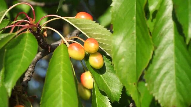 Fresh red cherries hanging on tree branch in natural sunlight, close-up video