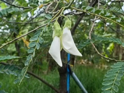 Beautiful white Sesbania grandiflora flower blooming on branch with compound green leaves. Edible tropical flower known as agati or hummingbird tree in natural garden setting. Asian vegetable flower.