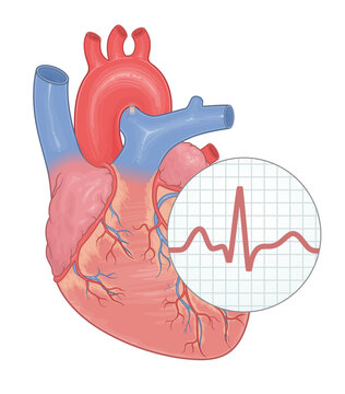 Detailed medical illustration of a human heart showing cardiac rhythm with an ECG waveform overlay. Heart and circulatory system series.