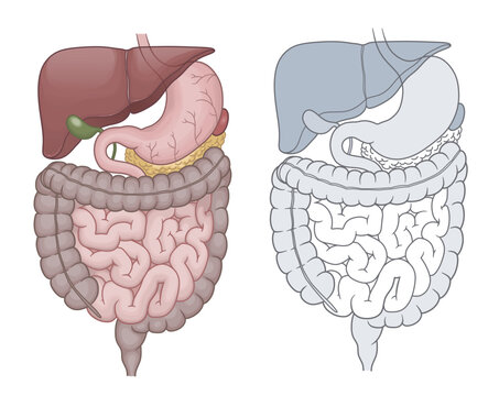 Human digestive system shown in full color and line art versions. Vector illustration. Anatomy and Digestive system series.