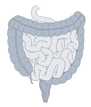 Medical vector illustration of the human intestine. Anatomy and Digestive system series.