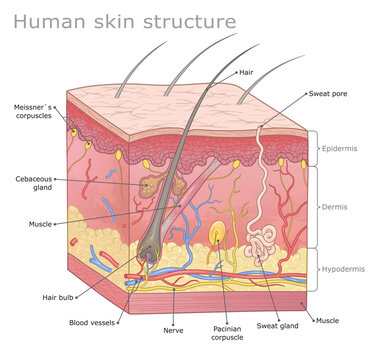 Detailed medical illustration of a human skin structure labeled. Anatomy and Care and beauty series.