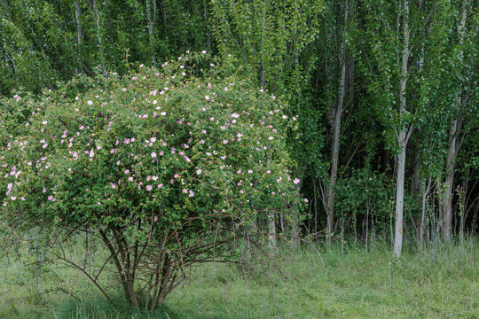 Wild rose with its flowers in spring and poplar grove. Dog rose. Rosa canina. Populus.