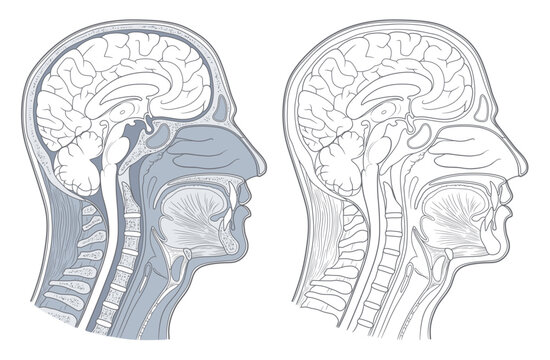 Anatomical cross section of the human head and neck. Human anatomy series.