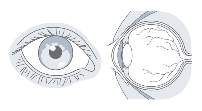 Vector eye diagrams for healthcare and ophthalmology. Ophthalmology series.