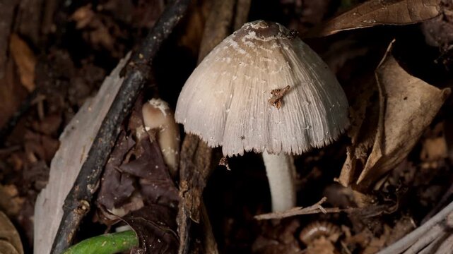 Delicate Ink Cap Mushroom Growing in Forest Debris

