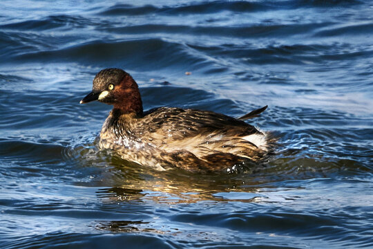 Bird photography: Wild little grebes swimming on blue water.