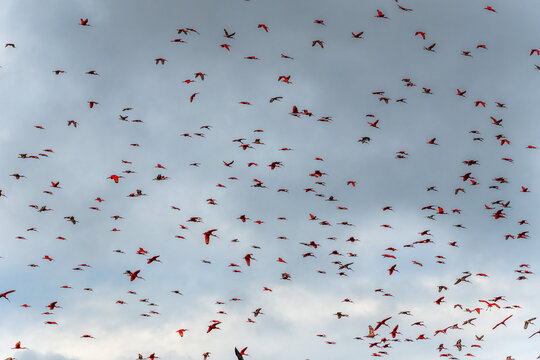 Scarlet ibis flying back home to their sleeping place, Revoada dos guaras on the Delta of the Parnaiba River in Brazil