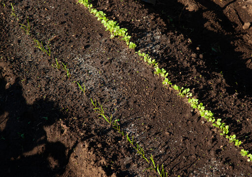 Parallel lines of fresh green: Turnip and spinach sprouts with cotyledons in the field.