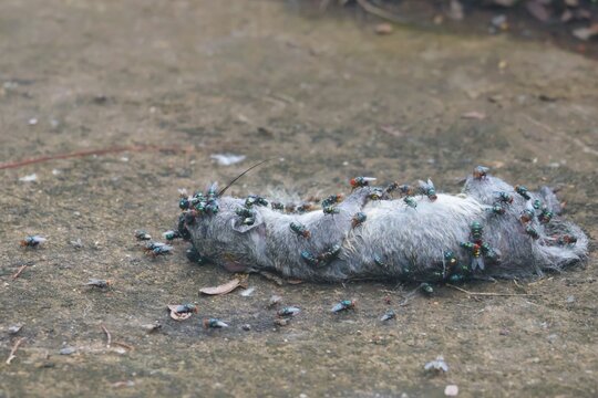 A dead rat carcass is swarming with flies, which can carry diseases. The area is unclean and unsafe.