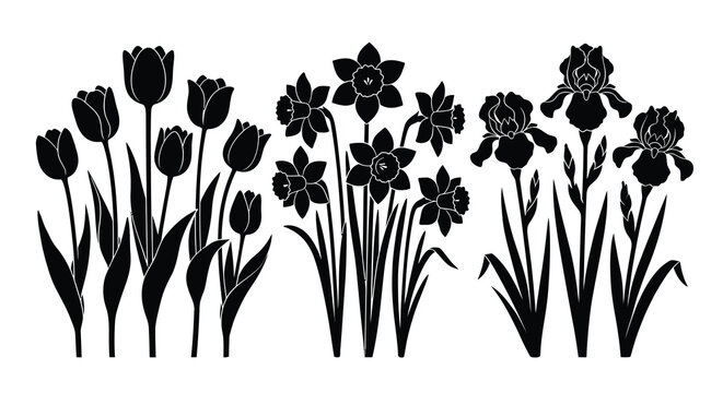 Floral silhouette collection with tulips daffodils and irises on white
