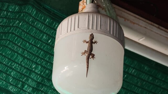 A gecko is clinging to a light bulb.