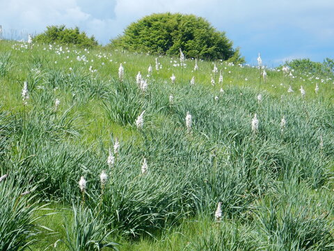 daffoldils (narcissus) blossoming at Pian della Cavalla in Antola regional Park, Fascia, Liguria, Italy