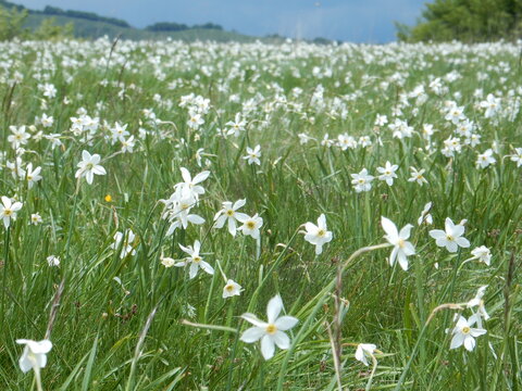 daffoldils (narcissus) blossoming at Pian della Cavalla in Antola regional Park, Fascia, Liguria, Italy