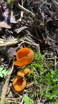 Orange Peel Fungus Sporulation Guiding Foragers to Spring Morel Mushrooms