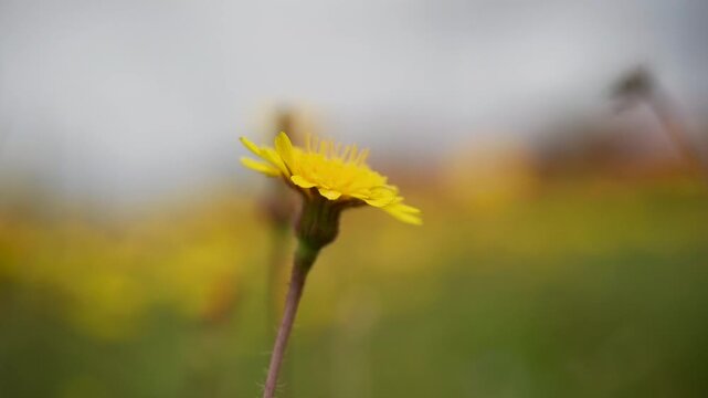 Flor en el campo de color amarilla con movimiento suave del viendo. 