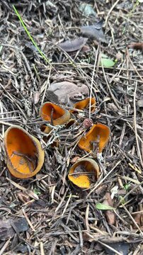 Spore Release of the Orange Cup Fungus Indicating the Upcoming Morchella Harvest