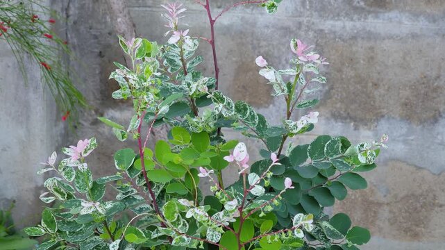 Breynia disticha ,Variegated star gooseberry , Euphorbiaceae, pink and white leaves