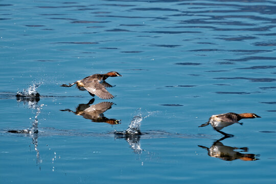 Bird photography: Wild little grebes gliding and chasing each other on the water's surface.