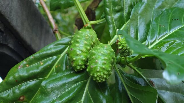  A noni on the tree