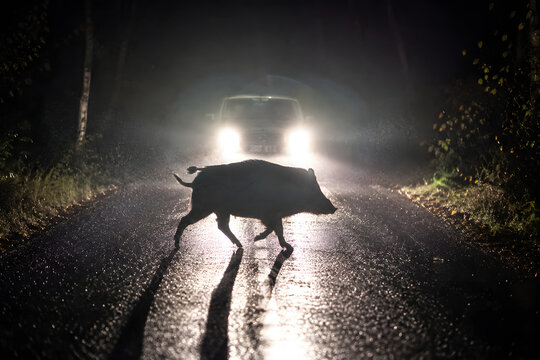 Wild boar standing on dark forest road at night, illuminated by bright vehicle headlights, dramatic wildlife encounter, nocturnal animal silhouette, dangerous road crossing, wild animal in nature, rur