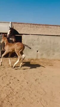 Playful young horse foals galloping in a farm paddock.