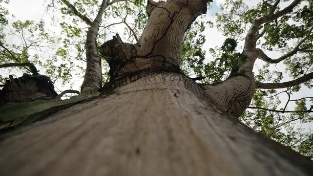 Low angle view of towering tropical tree trunk in Peten Guatemala jungle
