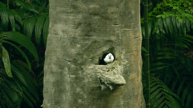 Critically endangered Bali Myna peering from natural tree hollow nest cavity in tropical aviary at Edward Youde Hong Kong